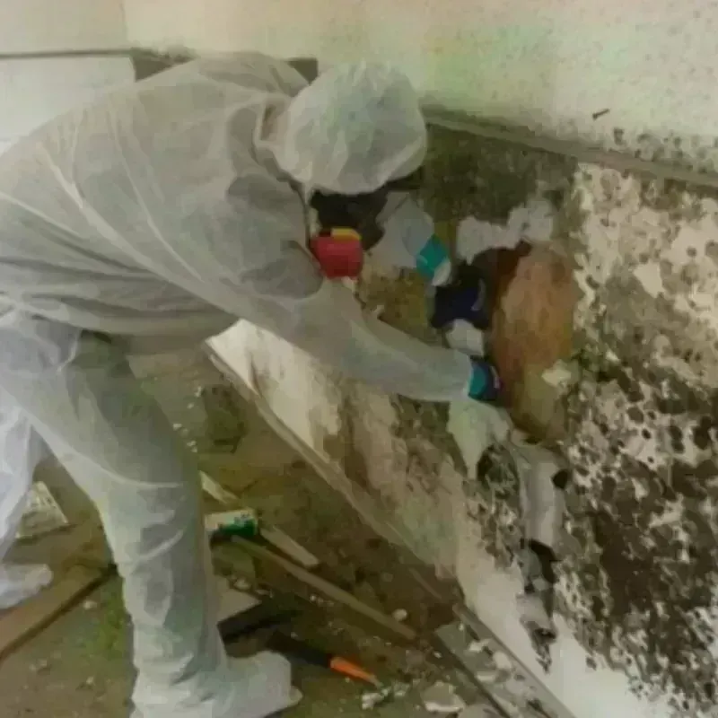 Mold Remediation and Removal in Harmon County, OK